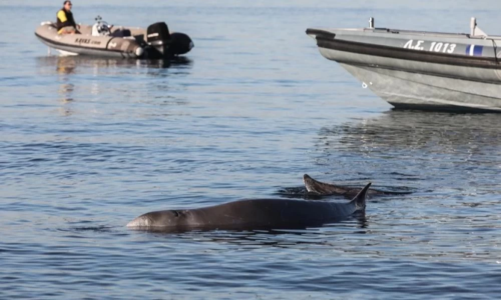 Φάλαινα στον Άλιμο: Λάθος η επαναπροώθηση του Σωτήρη στα ανοιχτά